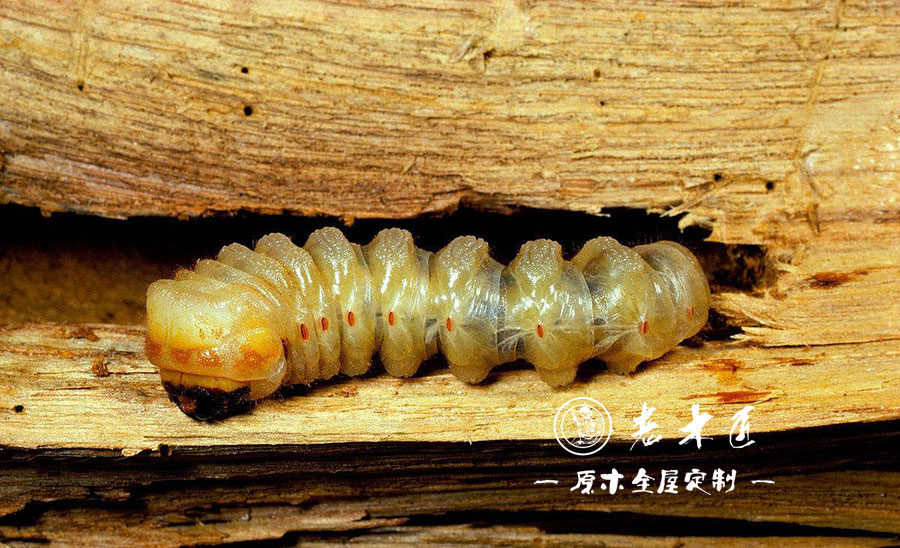 木材蛀蟲