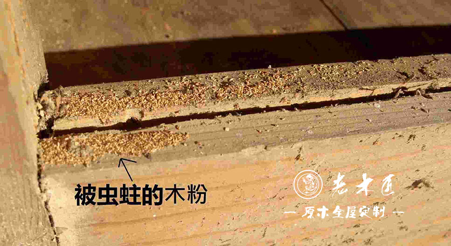實(shí)木家具蛀蟲